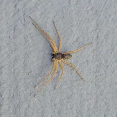 Eurasian Running Crab Spider thumbnail 1