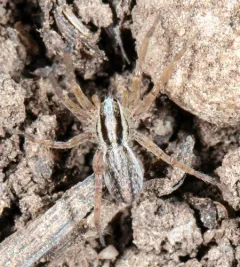 Pale Thin-legged Wolf spider thumbnail 2