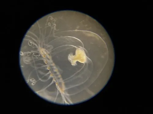 Trichydra pudica