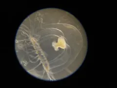 Trichydra pudica thumbnail 1