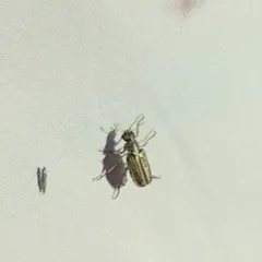 White-collared Chafer thumbnail 4