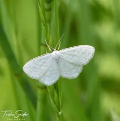 Four-lined Wave Moth thumbnail 3