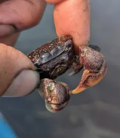 Purple Marsh Crab thumbnail 3