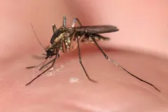 Golden Bog Mosquito thumbnail 3