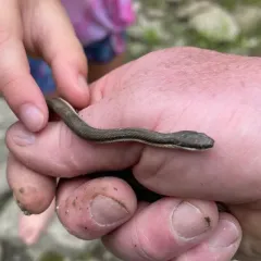 Queensnake thumbnail 3