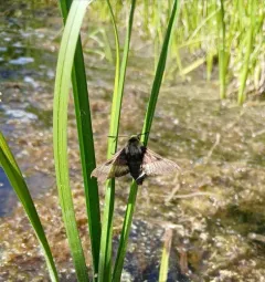 Yellow-banded Day Sphinx thumbnail 3