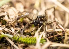 Pardosa fuscula thumbnail 3