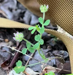 small-headed clover thumbnail 3