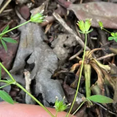 few-flowered clover thumbnail 2