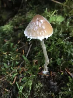 Psathyrella frustulenta thumbnail 1