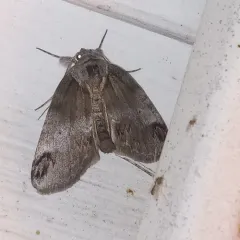 Sleeping Baileya Moth thumbnail 4