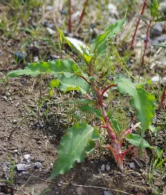 Alaska wild-rhubarb thumbnail 2