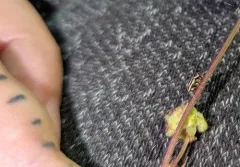 Pachybrachis nigricornis thumbnail 4