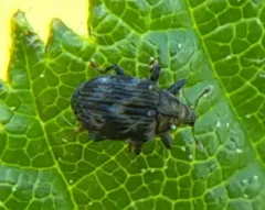 Piazorhinus scutellaris thumbnail 2
