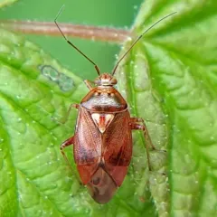 Lygus rubroclarus thumbnail 2