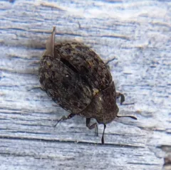 Cytilus alternatus thumbnail 2