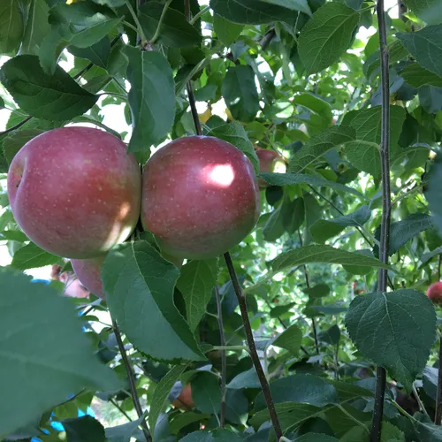 apple