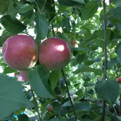 apple thumbnail 1