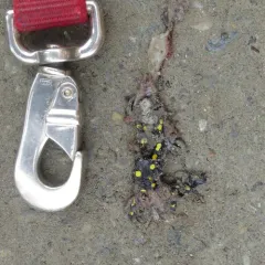 Spotted Salamander thumbnail 4