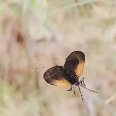 Orange-patched Smoky Moth thumbnail 4