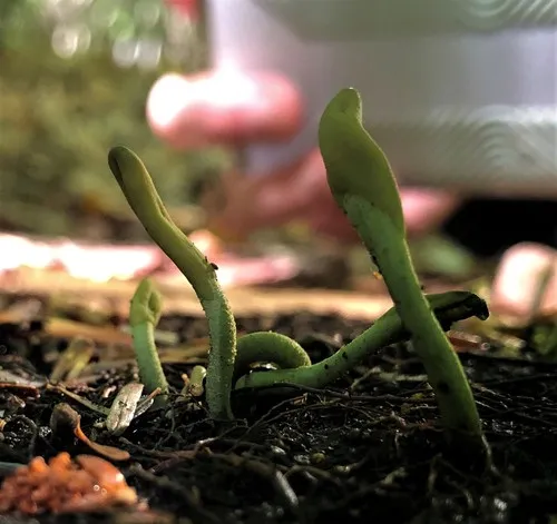 Green Earthtongue