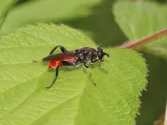 Eastern Orange-tailed Leafwalker thumbnail 3