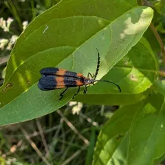 Banded Net-winged Beetle thumbnail 3