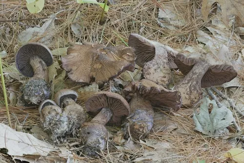 Cortinarius squamulosus