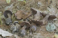 Cortinarius squamulosus thumbnail 1
