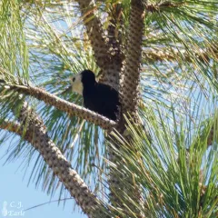 White-headed Woodpecker thumbnail 4