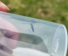Raspberry Cane Borer thumbnail 4