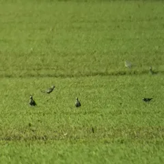 American Golden-Plover thumbnail 3