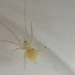 Long-legged Ghost Spider thumbnail 3