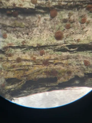 Long-spored Dotted Lichen