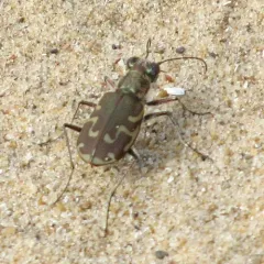 Bronzed Tiger Beetle thumbnail 3