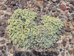 Shockley's Buckwheat thumbnail 4