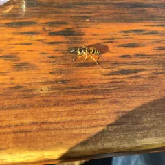 Eastern Yellowjacket thumbnail 2