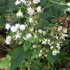 white snakeroot thumbnail 4