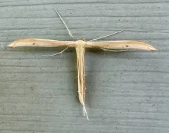 Ironweed Plume Moth thumbnail 3
