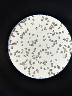 Inocybe candidipes thumbnail 2