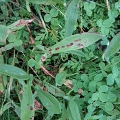 Ramularia rubella thumbnail 2