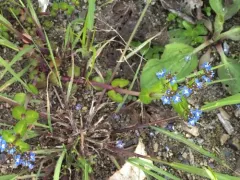 Brooklime thumbnail 3