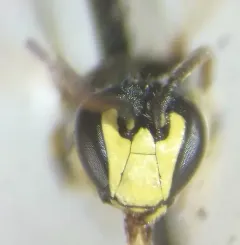 Hylaeus affinis thumbnail 3