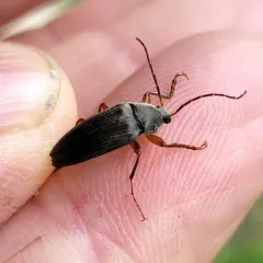 Androchirus erythropus thumbnail 4