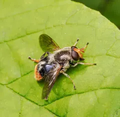 Orange-tailed Wood Fly thumbnail 4