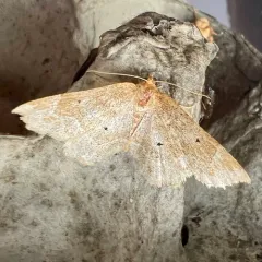 Pale Metarranthis Moth thumbnail 2