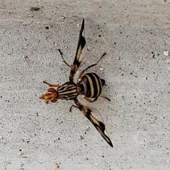 Idana marginata thumbnail 3