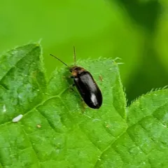 Elodes maculicollis thumbnail 4