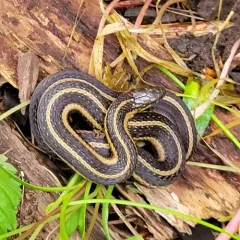 Butler's Garter Snake thumbnail 3