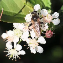 Eastern Catkin Fly thumbnail 4